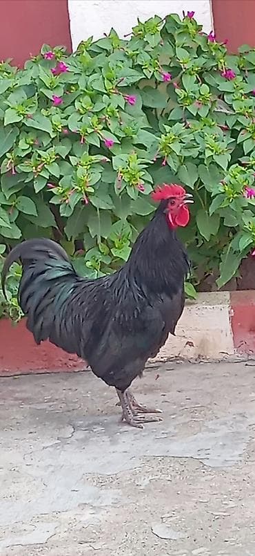 toyuğu: Toyuq, Yumurtalıq — 9