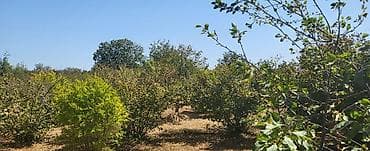 2 mərtəbəli ev: Bag Evi 20 Sot Kend Teserufati ucun cox uygundur 12 Sot Kupcali + 8 — 3