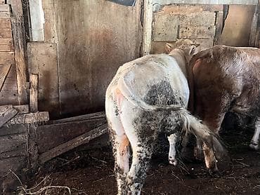 doberman satilir: Qiytdə razılaşmaq olar. Hərəsinin 140 kq yuxarı əti olar — 3