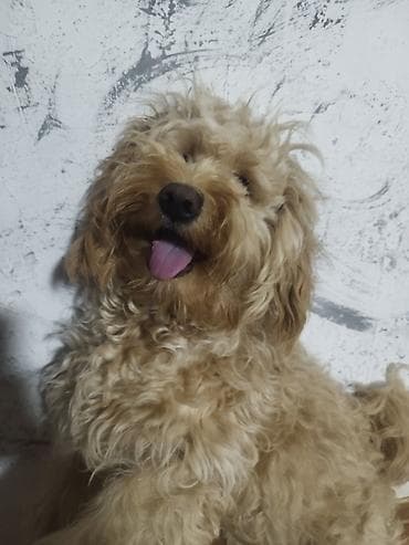 qiz it adlari: 1 il, Dişi — 3