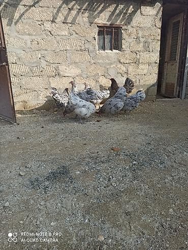 xoruz gence: Xoruz, il: 1, Ödənişli çatdırılma — 6