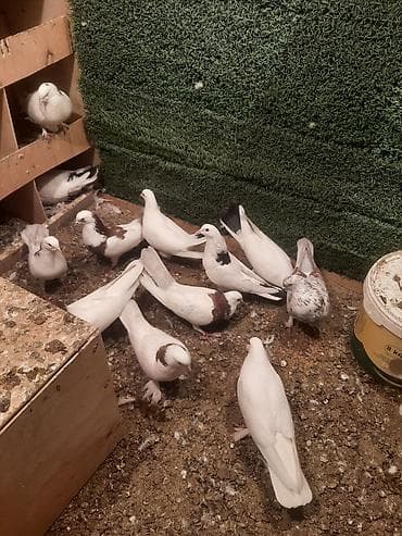 pisik ev: Məhsul: Ev göyərçinləri tecili satilir 6 cutdu bir tek baldir istoyen — 2