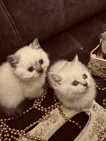 xamyak yuvası: Şinşilla, Erkək, Dişi — 4