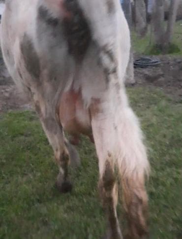 K/t heyvanları və malları: Dişi, Simental, il: 3, 300 kq, Damazlıq, Ödənişli çatdırılma — 2