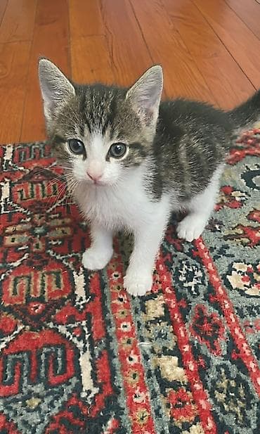 1 azn pişik: Erkək, Yaxşı əllərə — 1