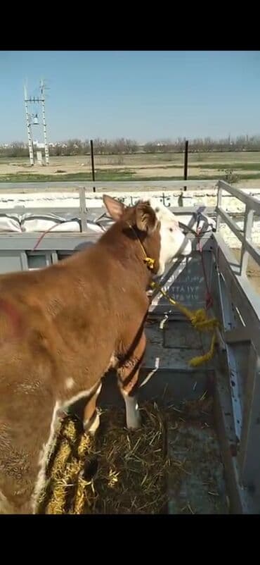 Mercedes-Benz: Satışda: ətlik istiqamətli dana - Cins tipi: Simmental qarışığı — 6