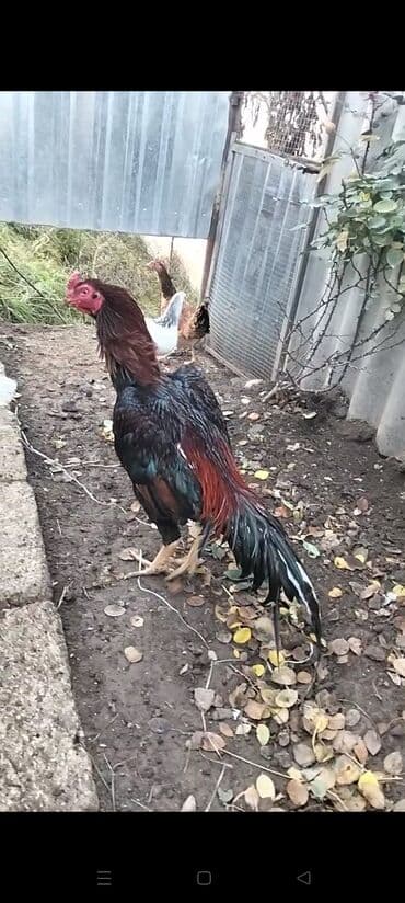 it satisi afcarka: Tələsin bu güne özel endrmlermiz olacaq endrime son bir gün - Güclü — 2