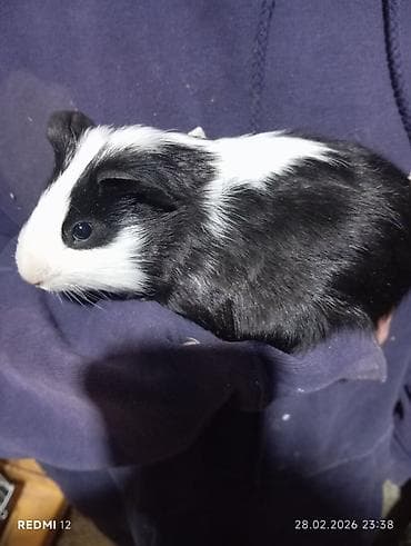 Ana ata 2 bala hamısı birlikdə 100 manat çatdırılma odənislidi