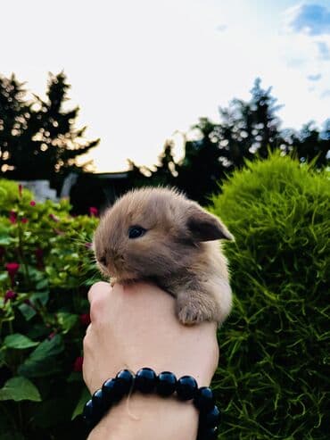 cuce yem qabi: Salam🖐🏻.Her biri real dovşan şekilleridir öz heyetimde saxladığım — 13