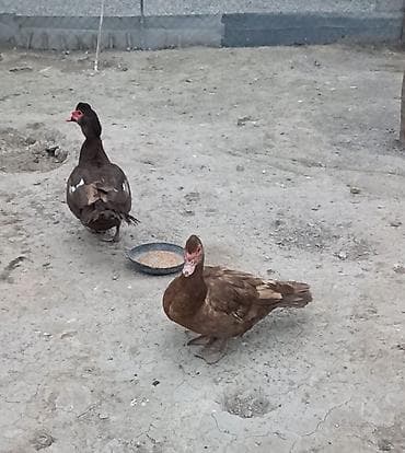 ördək balası: Qiymət cütünə aiddi.Ünvan bərdə rayon çatırlma var.Qırmızı öküz digər — 3