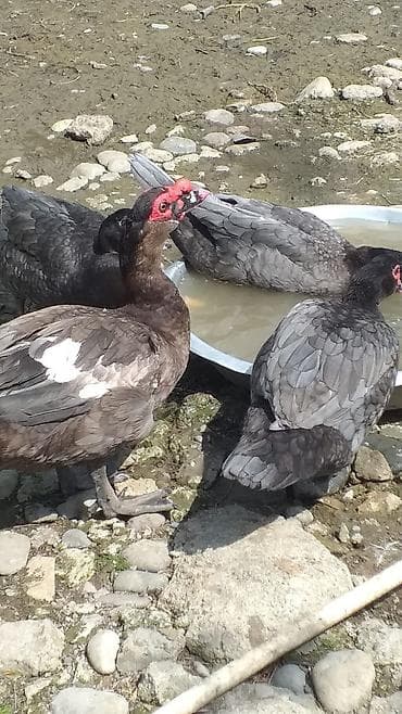 Dişi, | Lal ördək, Damazlıq, Ödənişli çatdırılma