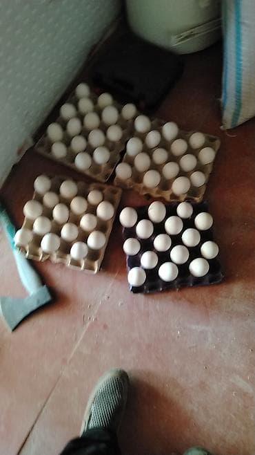 Linda yumuraları satıram Şəkildəki qazların yumurtalarıdır özüm