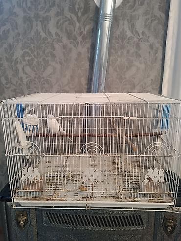 su iti: Tam ağ rəngli dalmatian (dalğalı tutuquşu/budgerigar) və qəfəs dəsti — 3