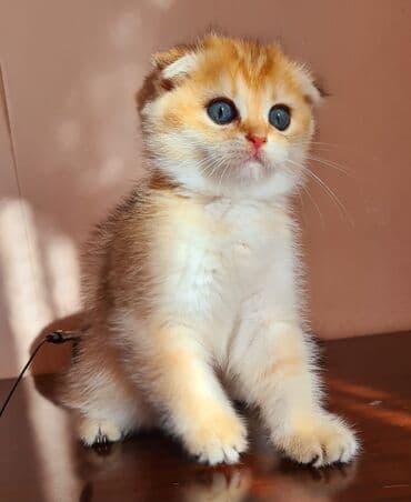 şotlan pişik: Şotland yastı qulaq, Erkək, Dişi, Yaxşı əllərə, Ünvandan götürmə, Pulsuz çatdırılma, Ödənişli çatdırılma — 163