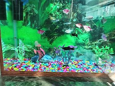 pişik su qabı: 36L,nə grirsiz sə hamsin üsdün də, 12 də bali, okseqin ildir, üsdün in — 3