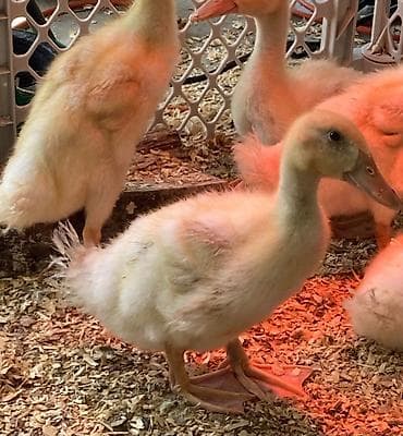 Утки: Ağ rəngli ördək balaları – 40 əd - Cinsi: Ağ Pekin tipli ördək — 2