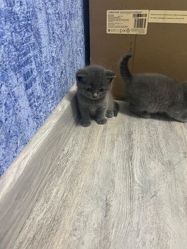 продам котенка британца: Британская, Самец, Самка, Платная доставка, Самовывоз — 2
