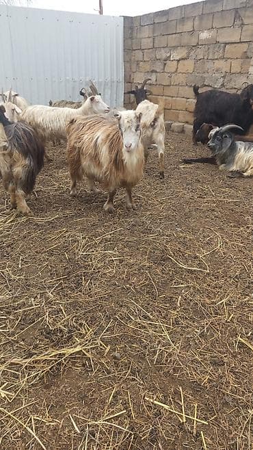 dişi keci: Salam yerli keci 2 qarindan 4 qarina kimi var 20 ana 20 bala onun14 — 6