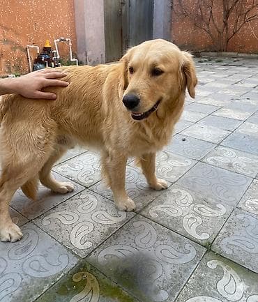 golden it qiymeti: Retriever, 2 il, Erkek, Peyvəndli, Pulsuz çatdırılma — 2