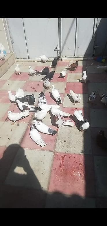 pinqvin haqqinda melumat: Məhsul: Ev göyərçinləri kolleksiyası Təsvir: - Bir neçə rəngdə və — 1