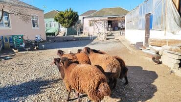 tap az qoyun: Qoyun sürüsü – yerli ətlik-südlük istiqamət - Növ: qaragül/yerli tükü — 5