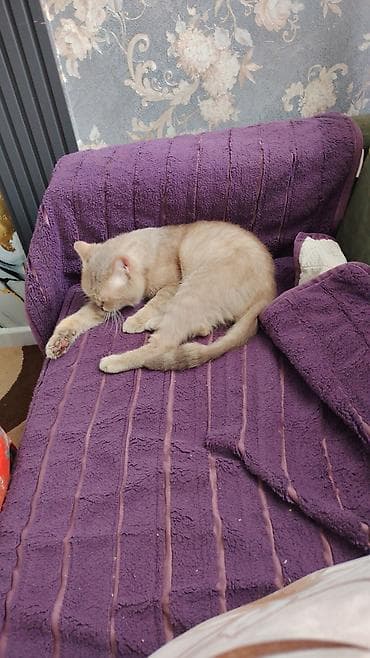 heyvan satisi: Britan, Erkək, Dişi, Yaxşı əllərə, Ünvandan götürmə — 2