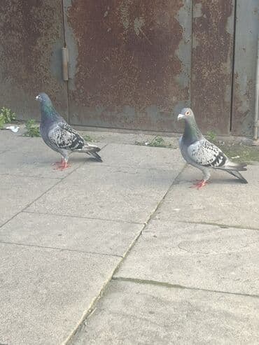 afçarka balası: Super yarış postaları balaları 300kmdan gəlib başı çıxmıyan adamlar — 2