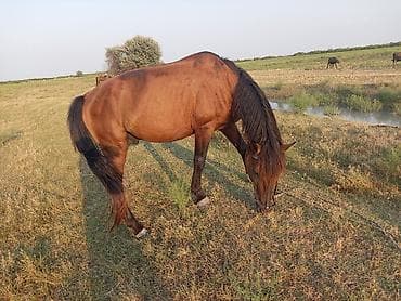 heyvan qəfəsi: Salam qızılı rəngli 8 yaş riyal alıcılar nomrə ilə ələqə saxlaya bilər — 1