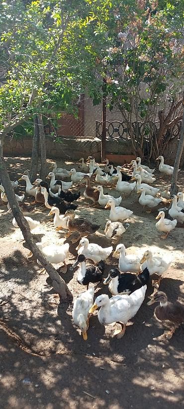 doberman bala: Ördek balaları – qarışıq rəngli və cinslər - Təsvir: Həyət şəraitində — 5