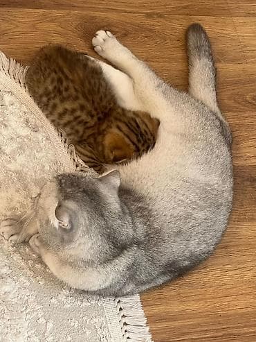 pisi: Şotland yastı qulaq, Erkək, Ünvandan götürmə — 3