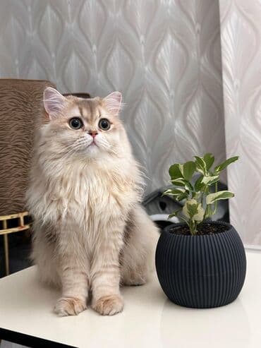 arı şəkilləri: Qızıl şinşilla, Yaxşı əllərə, Pulsuz çatdırılma — 12