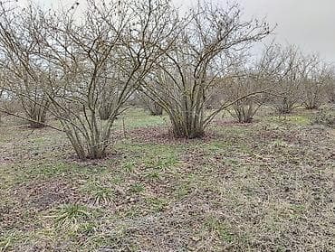 Kənd təsərrüfatı