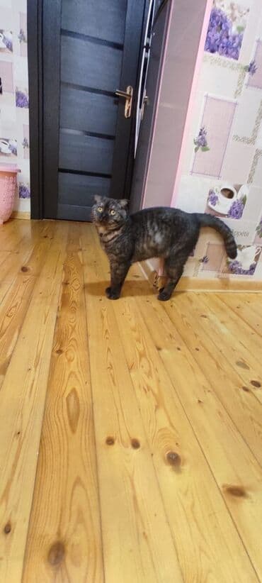 американский вислоухий кот: Шотладская вислоухая — 3