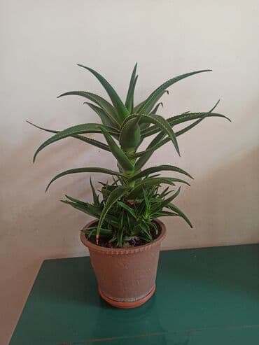 saxsi qab haqqinda: Satılır: ev otaq gülləri kolleksiyası - Sansevieriya (Qaynanadili) – — 7