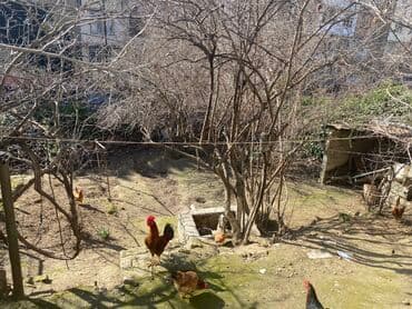 bakıxanov qəsəbəsi: 1 sot, Tikinti, Maklerlər narahat etməsin — 2