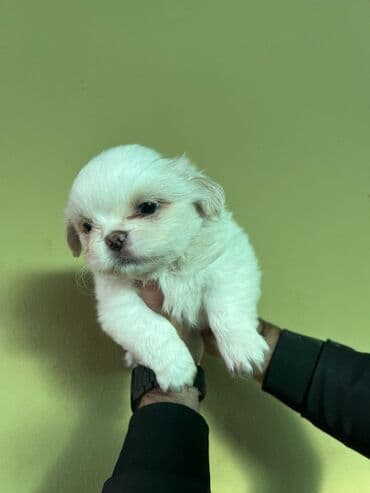 приют для кошек в баку: Пекинес, 2 месяца, Самка — 2