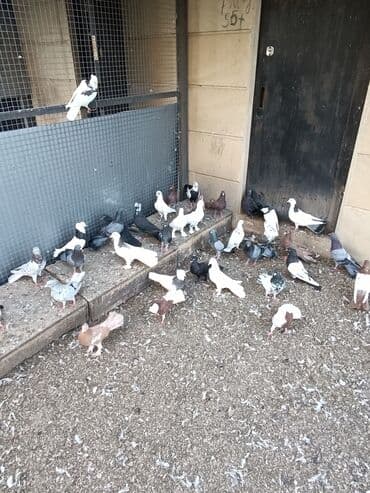 cins ineklerin qiymeti: Qiymət 10₼ başlayır hər qiymətə var — 7