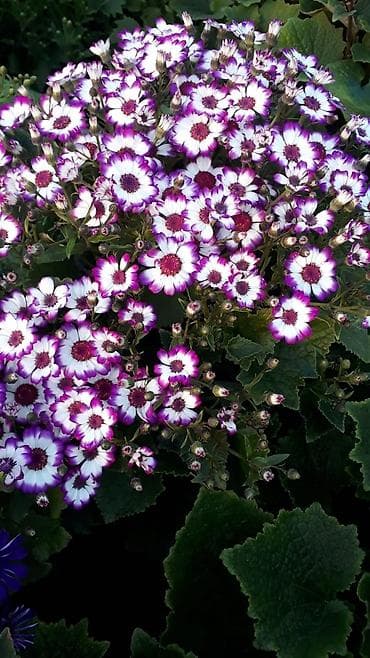 gul adlari: 🌹Senaria gülü topdan ve perakende satışı. 💳SAY çox olsa endirim — 10