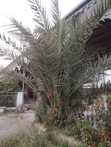 profnastil satisi: 🌴 Böyük Xurma Ağacı + Balacalar Satılır 🌴 10+ illik, ~4 metr — 3