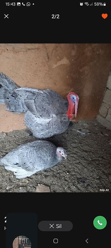 cins ineklerin satisi: Erkək, Damazlıq — 4