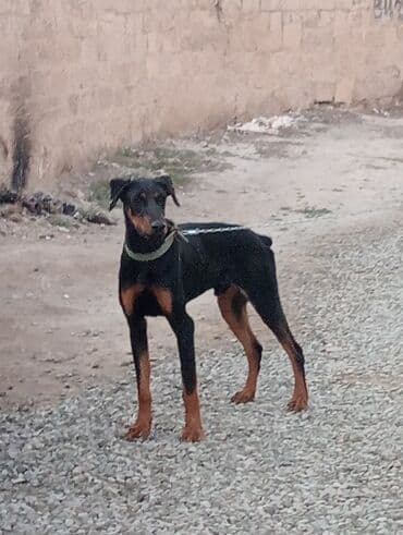 qara afcarka: Doberman, Peyvəndli — 3