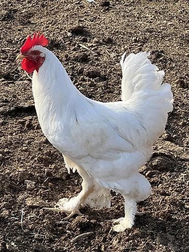 toyug xoruz: Ağ rəngli, saqqallı və ayaqları tüklü xoruz Saıam bunu özum — 6