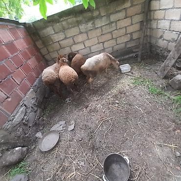 cins buzovların satışı: Qoyun sürüsü – 4baş - Cins/type: yerli ətlik qoyunlar (qarışıq — 3