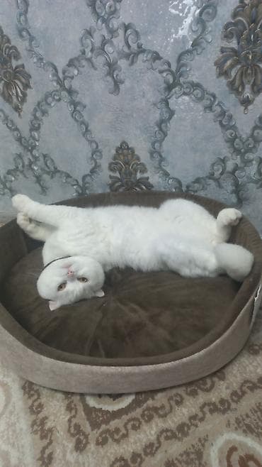 ucuz pisikler: Şotland, Dişi, Yaxşı əllərə, Ünvandan götürmə — 4