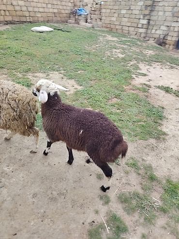 tap az arpa satisi: 1 dişi 1 erkey cut satlır ag dişidi zehmet olmasa cidi alcılar narahat — 7