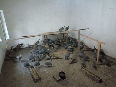 xirdalan gurcu xengeli: Firəng qusu və qırqovul qiymət ayına görə dəyişir — 3