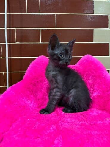 erkek pişik: Erkək, Yaxşı əllərə, Ödənişli çatdırılma — 1