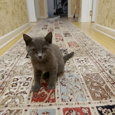 cins inekler: Gözəl boz rəngli, qısa tüklü pisik qum tərbiyəsi var çox sakit və — 1