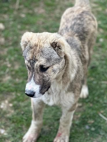 Qurdbasar, 5 ay, Erkek, Ünvandan götürmə