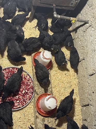 ucuz cuce: Toyuq cücələri, Ətlik — 2